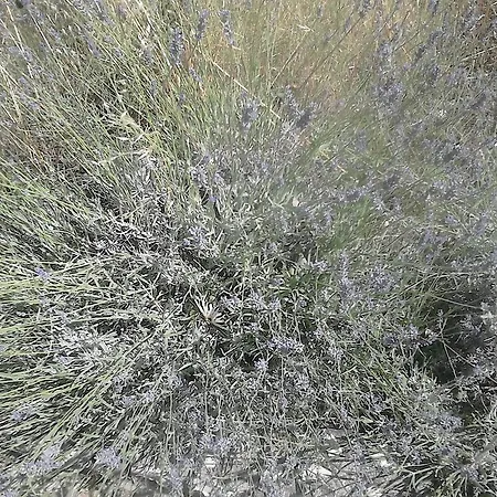 Apartment Anamarija's *