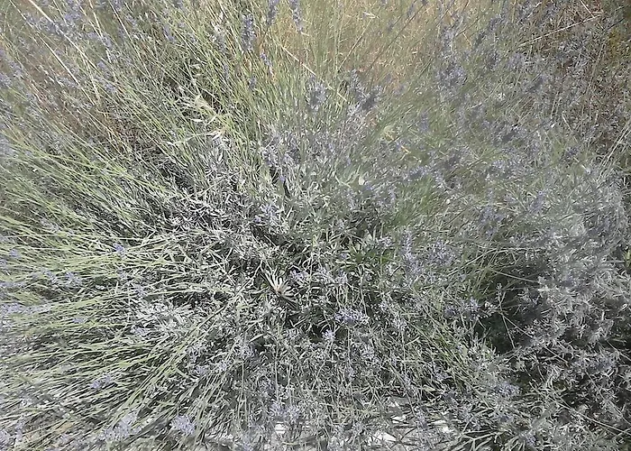 Appartement Anamarija's *